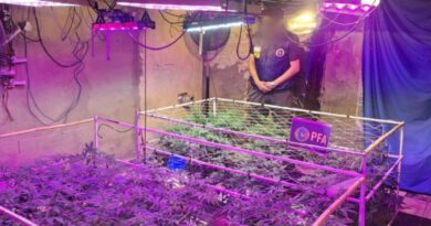 Desbarataron un invernadero de marihuana en Quilmes Oeste