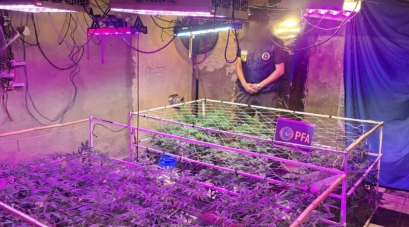 Desbarataron un invernadero de marihuana en Quilmes Oeste