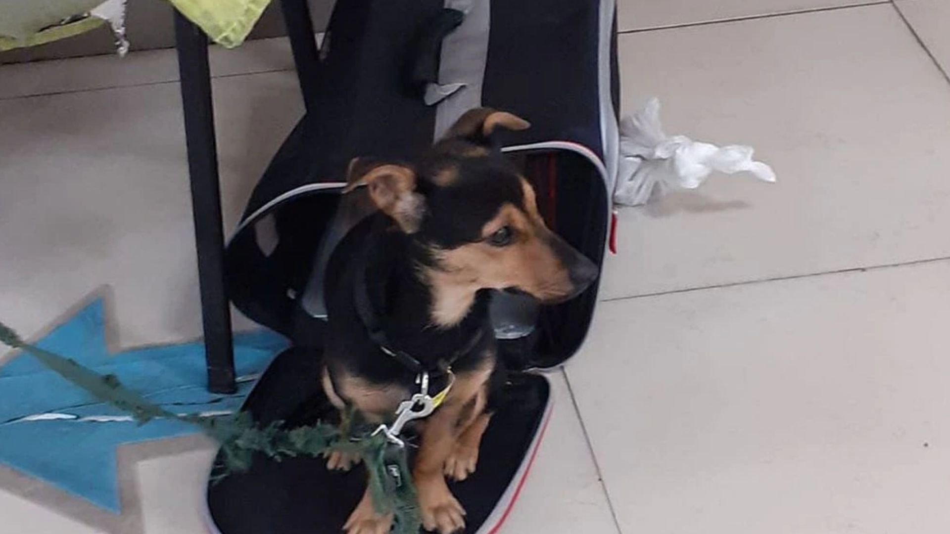 El perro "Coco" quedará en cuarentena en un espacio de la Aduana en Ezeiza
