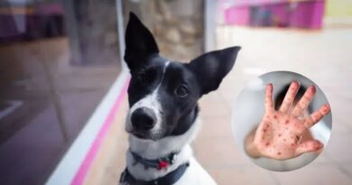 ¿La Viruela del mono puede afectar a las mascotas?