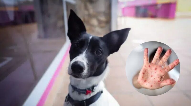 ¿La Viruela del mono puede afectar a las mascotas?