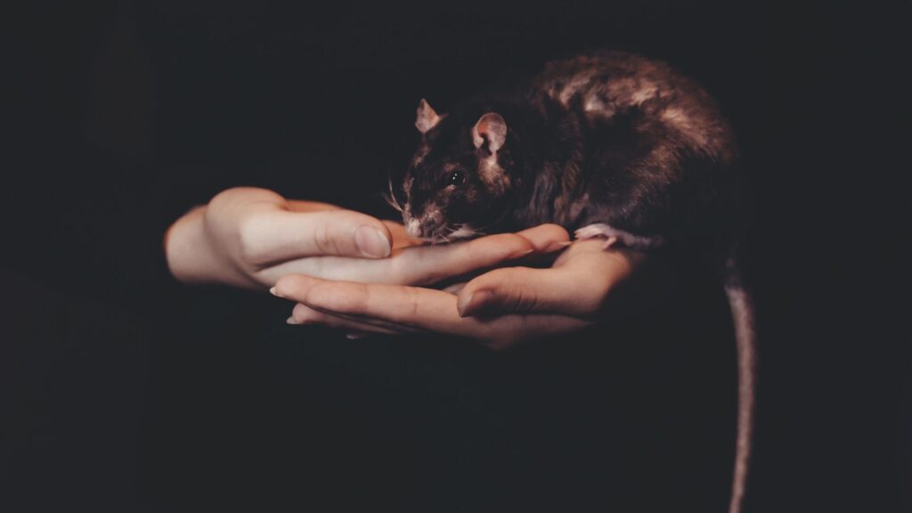 Soñar con ratas negras