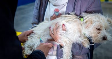 vacunación antirrábica y desparasitación para perros y gatos