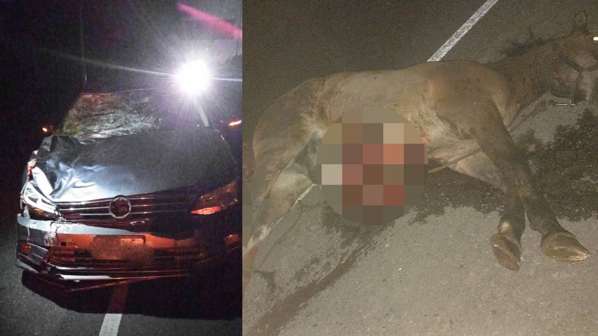 Automovilista chocó y mató a un caballo suelto en Parque Pereyra: imputaron al dueño del equino