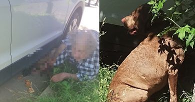 Bernal | Un perro atacó a su propio dueño y le provocó graves heridas