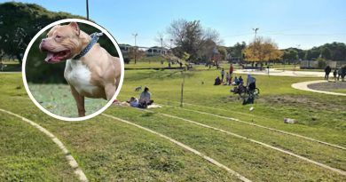 Quilmes Oeste | Pitbull atacó a nene de 10 años y su dueño escapó sin asistirlo
