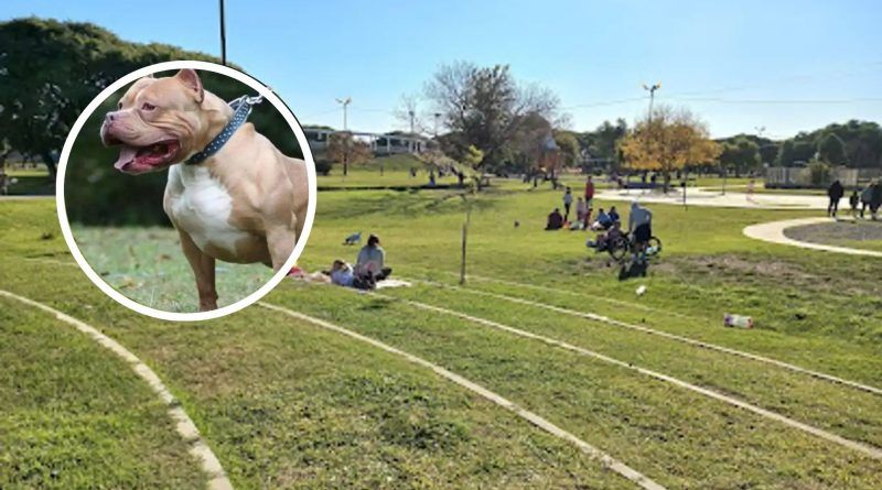 Quilmes Oeste | Pitbull atacó a nene de 10 años y su dueño escapó sin asistirlo