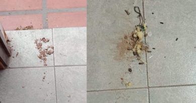 Alertan por presencia de roedores en el centro de Berazategui