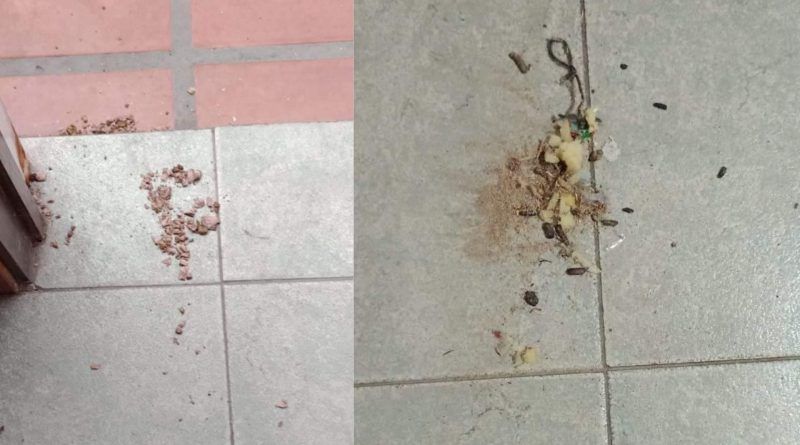 Alertan por presencia de roedores en el centro de Berazategui