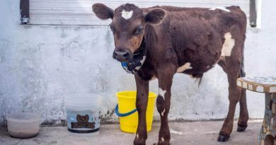 Una proteccionista pagó 80 mil pesos para rescatar a un ternero que se vendía para comer en Navidad