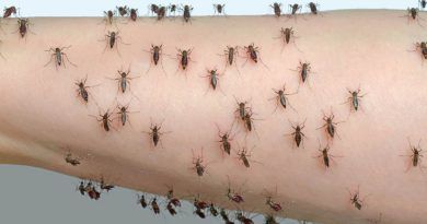 Invasión de mosquitos en Buenos Aires: ¿a qué se debe?