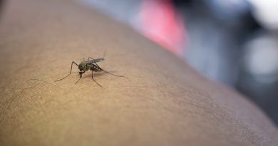 Dengue: Nutrición para fortalecer las defensas