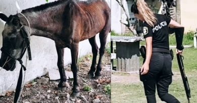 Denuncian que menores abusaron, torturaron y mutilaron a un caballo en la Ribera de Quilmes