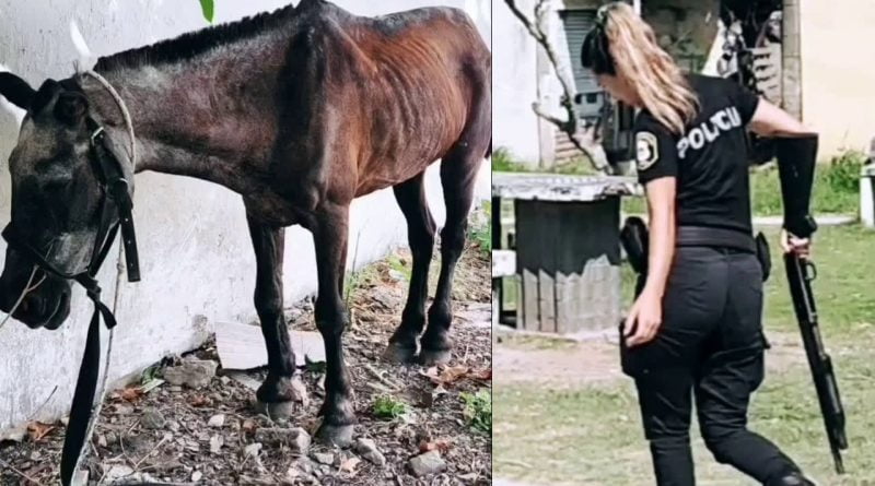 Denuncian que menores abusaron, torturaron y mutilaron a un caballo en la Ribera de Quilmes