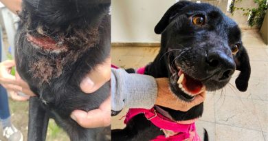 Berazategui | Se recupera "Gloria", la perra a la que ataban del cuello con alambre de púas