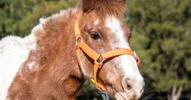 Berazategui rescata caballos víctimas de maltrato