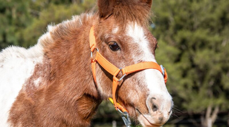 Berazategui rescata caballos víctimas de maltrato