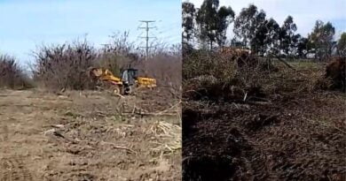 Berazategui | Denuncian tala de árboles en una zona protegida