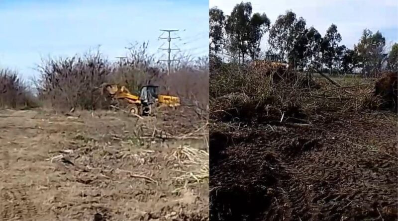 Berazategui | Denuncian tala de árboles en una zona protegida