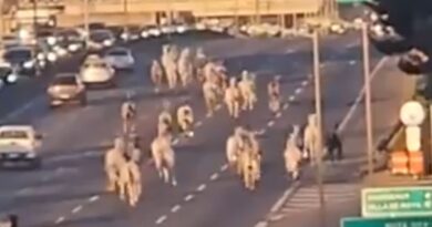 Recuperaron la tropilla de caballos que galoparon por Panamericana