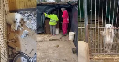 Rescataron 66 perros maltratados y explotados en una vivienda de Berazategui