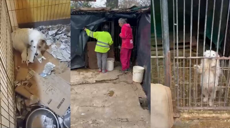 Rescataron 66 perros maltratados y explotados en una vivienda de Berazategui