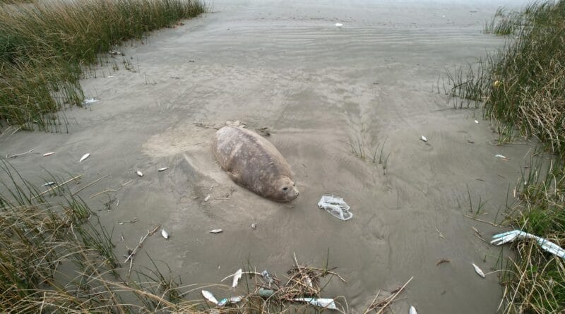 Apareció un elefante marino en la costa del río Hudson