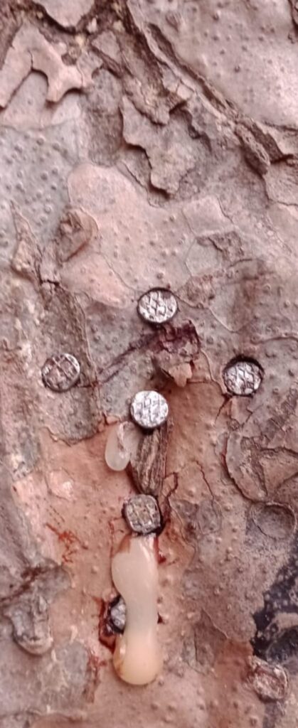 Árbol de cristal