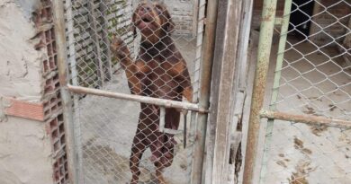 Desbaratan red de maltrato animal que vendía perros de raza al exterior