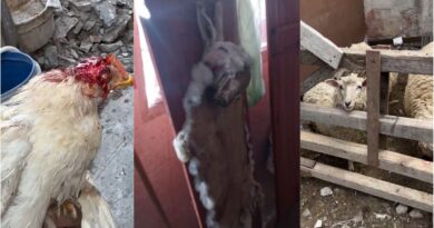 Rescatan otros 66 animales maltratados y a punto de ser faenados en Berazategui