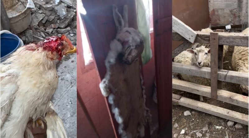 Rescatan otros 66 animales maltratados y a punto de ser faenados en Berazategui