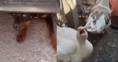 Un nuevo caso de maltrato animal en Berazategui