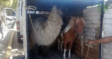Maltrato animal en Berazategui: Demoraron a un hombre con una llama y un pony