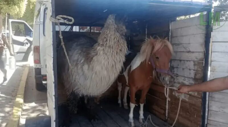 Maltrato animal en Berazategui: Demoraron a un hombre con una llama y un pony