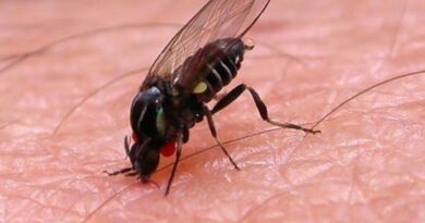 Alerta por la mosca negra y su presencia en el AMBA