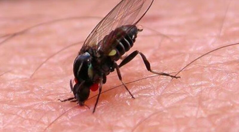 Alerta por la mosca negra y su presencia en el AMBA