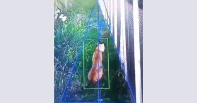Alertan por la presencia de un puma suelto en Berazategui