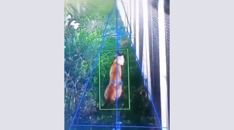 Alertan por la presencia de un puma suelto en Berazategui